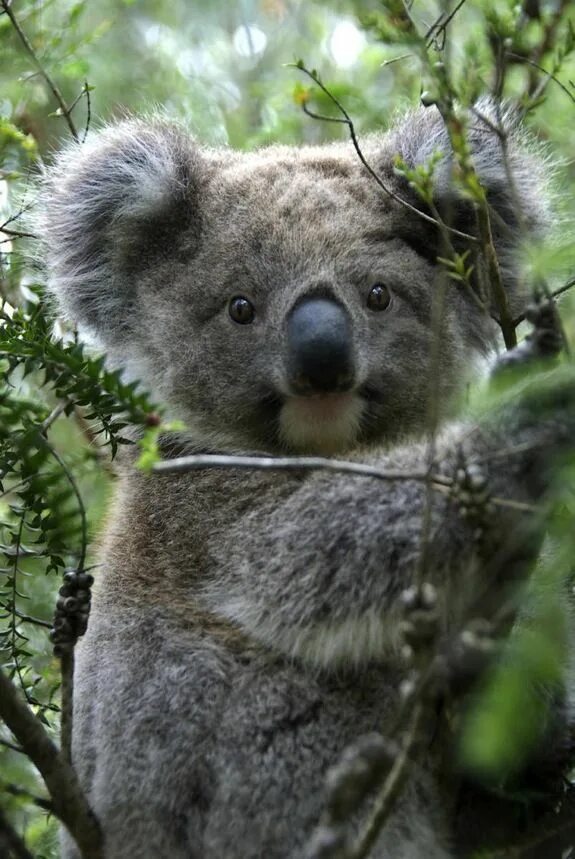 Медведь коала фото животного In Images: Koalas Hugging Trees Cute animals, Koala, Koala bear