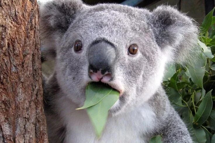 Медведь коала фото животного Pin on What Funny koala, Koala bear, Koala