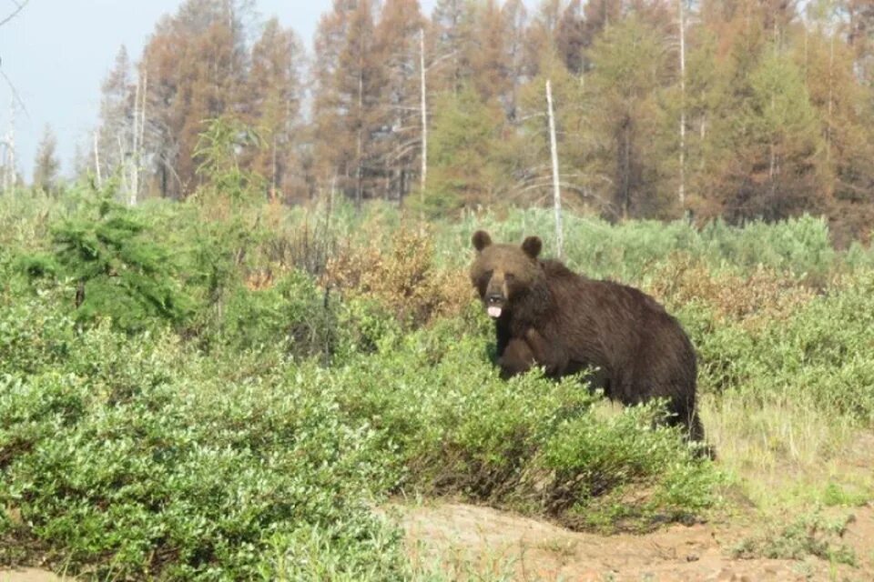 Медведь крепостная ул 6 фото Съели обед и покусали сухие пайки: нашествие медведей помешало тушить крупный по