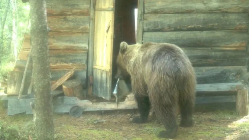 Медведь крепостная ул 6 фото VIDEO: Un oso 'allana' una cabaña de guardabosques en la taiga siberiana y sale 