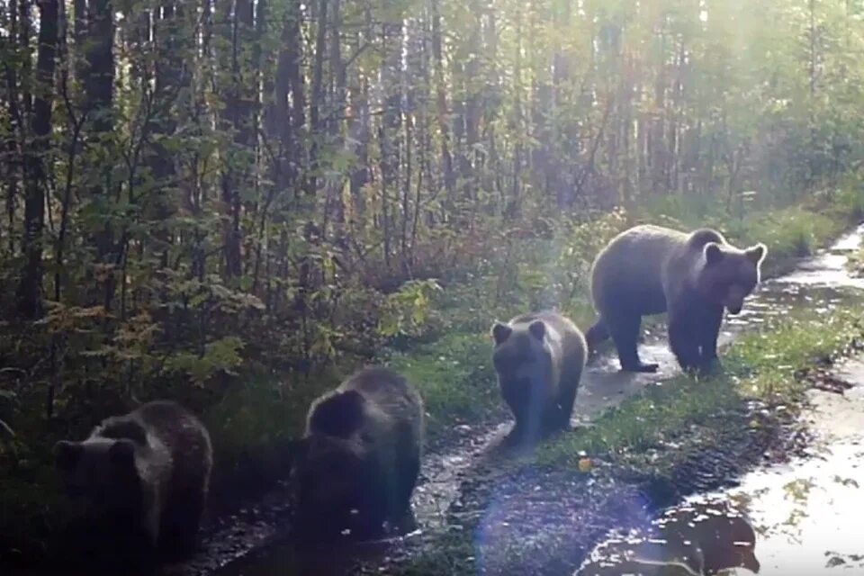 Медведь ленинградская ул 1б фото и видео Любопытное семейство медведей заметили в лесу в Ленобласти - KP.RU