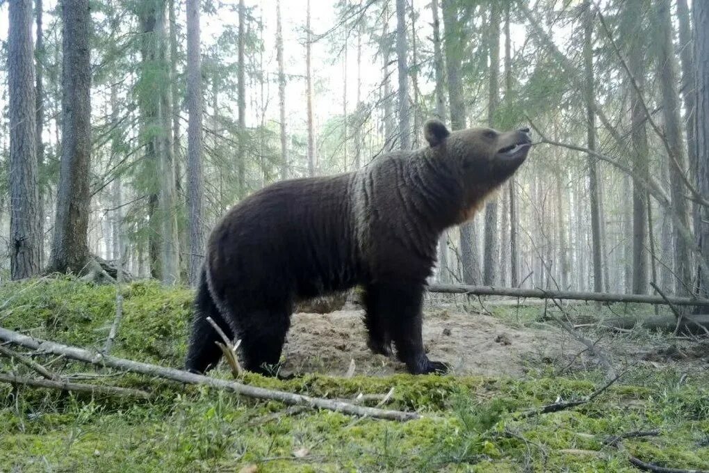 Медведь ленинградская ул 1б фото и видео Дрозденко показал фото огромного бурого медведя из Всеволожского района - МК Лен