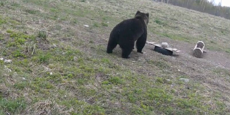Медведь ленинградская ул 1б фото и видео В Ленобласти медведь исследовал шину и бревно Дзен