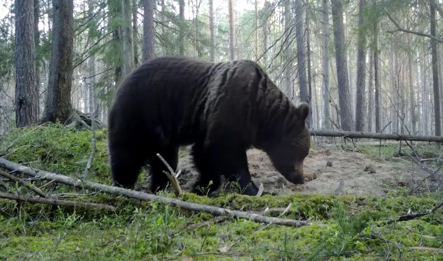 Медведь ленинградская ул 1б фото и видео Лесные новости: медведи в поисках подруг и перепись цыплят белых аистов
