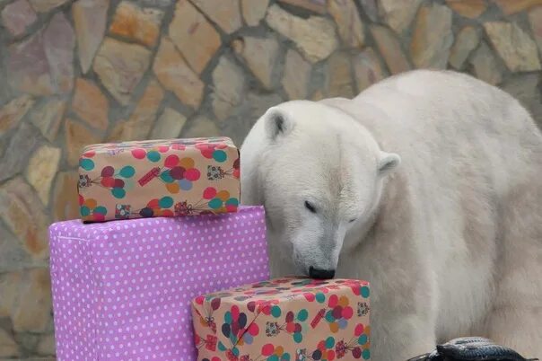Медведь ленинградская ул 1б фото и видео Bear Haarchaan from the Leningrad Zoo celebrates its 6th anniversary Polar beaut
