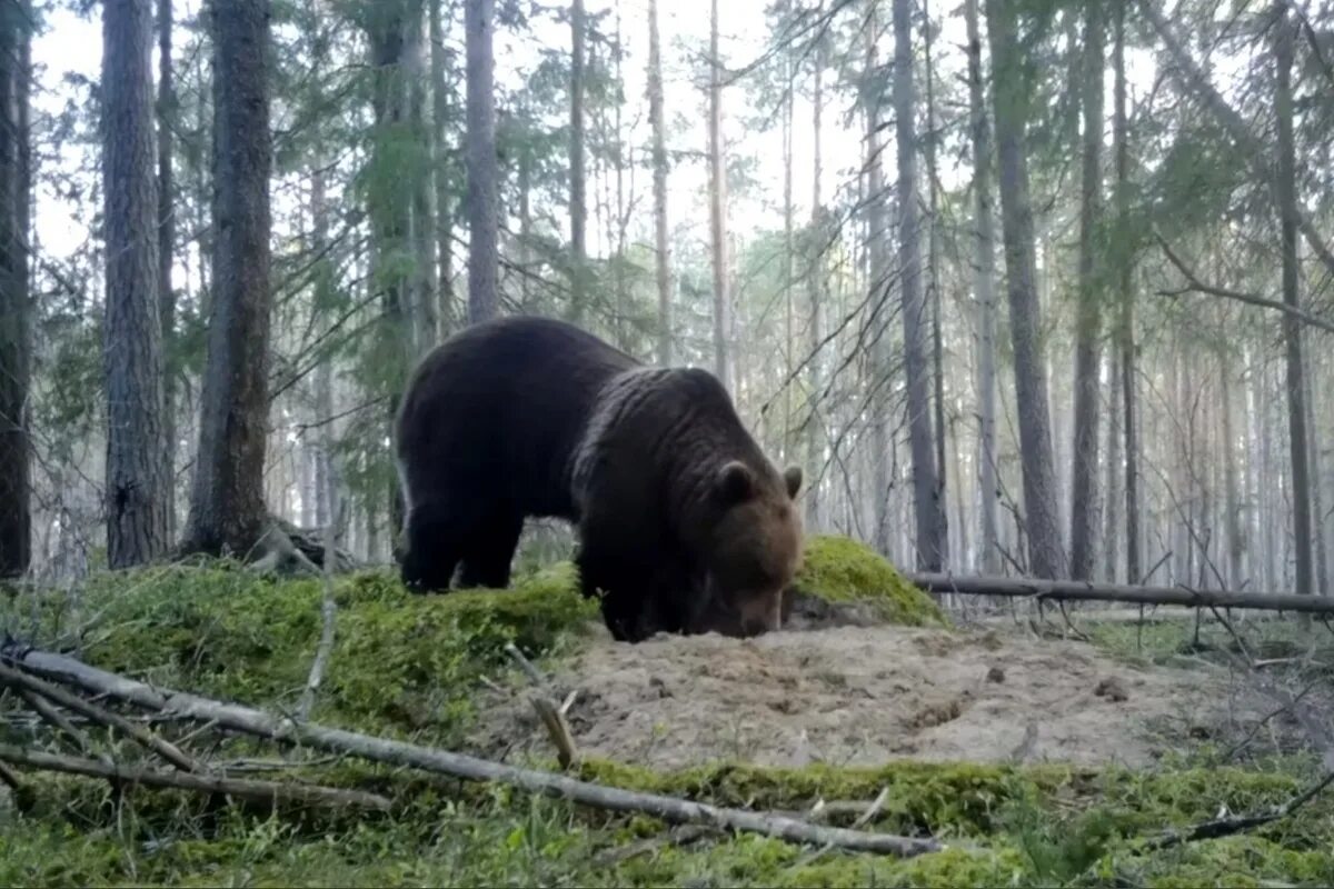 Медведь ленинградский просп 38 фото Жители Ленобласти стали чаще встречать медведей из-за начала брачного периода - 