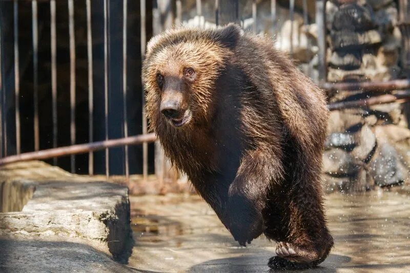 Медведь ленинградский просп 38 фото Новосибирский зоопарк отдал бурых медвежат