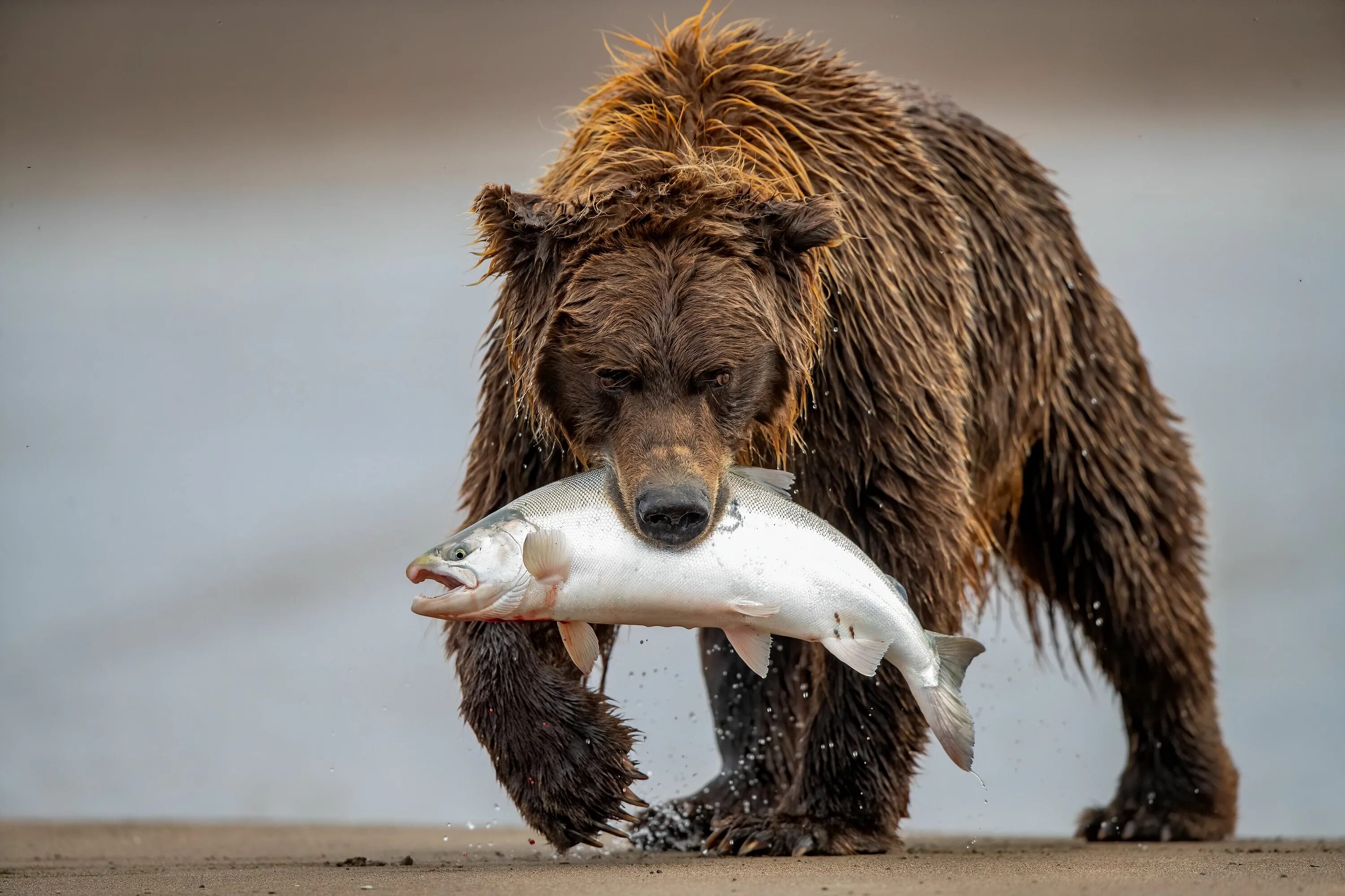 Медведь ловит рыбу фото Fisher Bear 3I4803