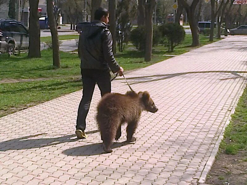 Медведь московская ул 103 село глебовское фото Ответы Mail.ru: А что мне будет, ежели сейчас, указ матушки- императрицы Елизаве