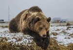 Медведь московская ул 103 село глебовское фото Экологический медведь