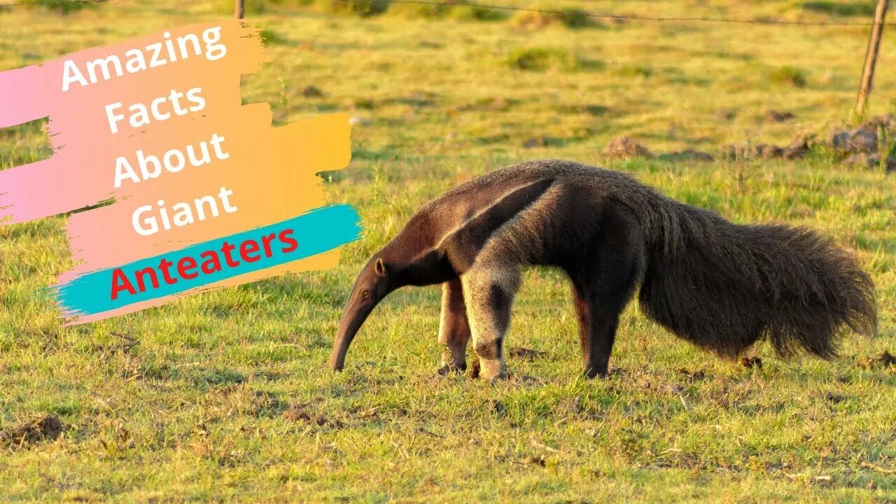 Медведь муравьед фото Top 30 Amazing Facts About Giant Anteaters - YouTube