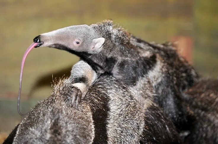 Медведь муравьед фото Image result for anteater public domain Anteater, Giant anteater, Animal facts