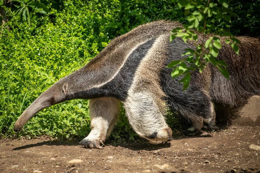 Медведь муравьед фото Giant Anteater - Myrmecophaga Tridactyla - Album on Imgur