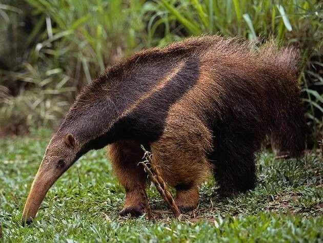 Медведь муравьед фото Animales en peligro de extinción en Venezuela Animales en peligro de extincion, 