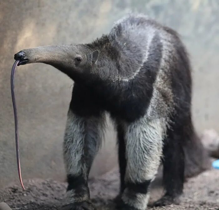 Медведь муравьед фото Giant Anteater with its tounge out. - 9GAG
