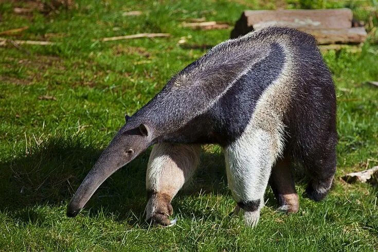 Медведь муравьед фото Giant Anteater Stuart Robertson Reynolds Giant anteater, Anteater, Rainforest an