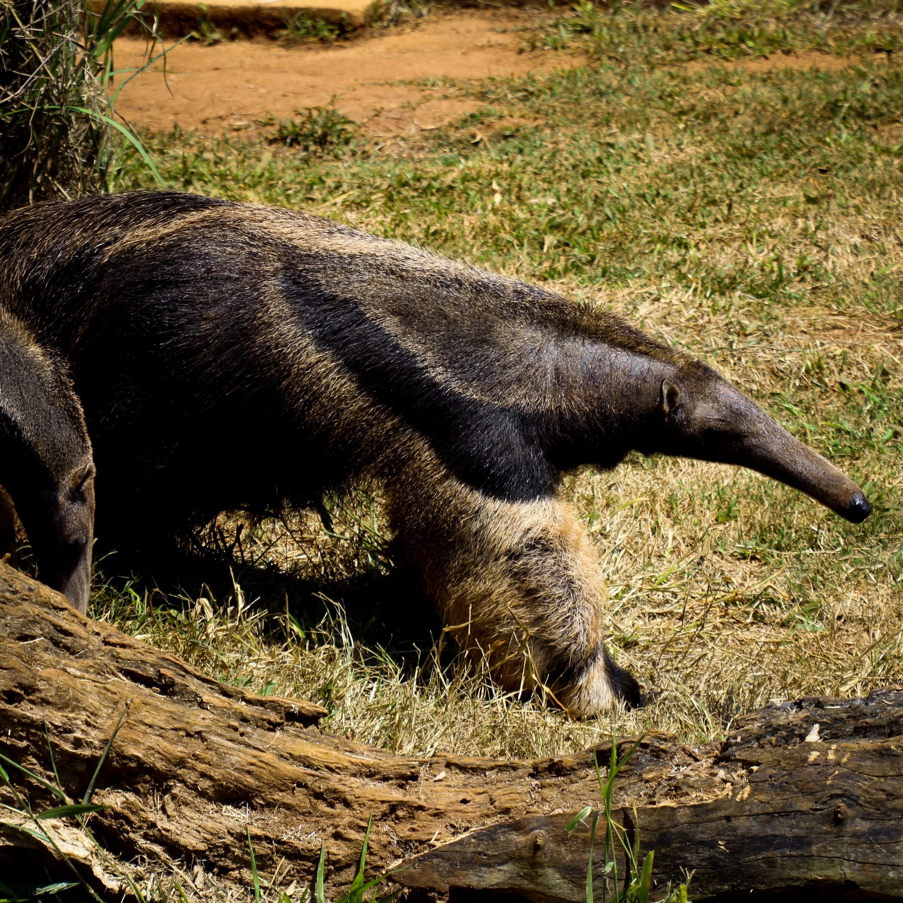 Медведь муравьед фото The Cerrado, the tropical savanna mostly located in the Brazilian Highlands, is 