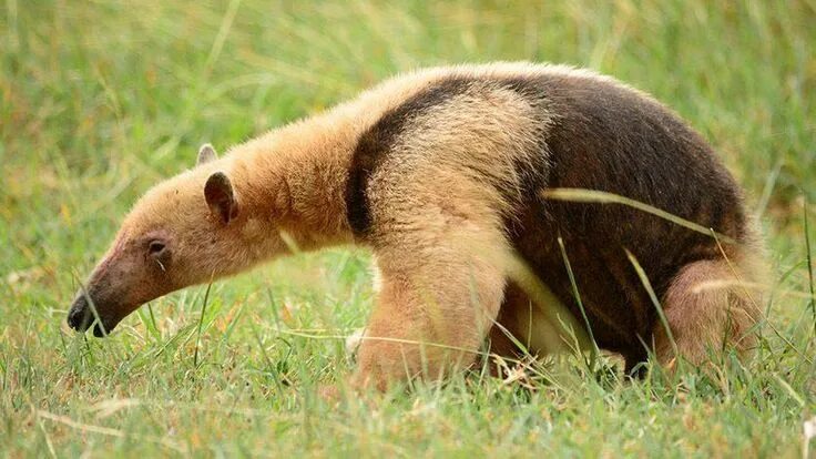 Медведь муравьед фото Pin by Татьяна Перережко on Тотемы животных Animals, Brown bear, Kangaroo