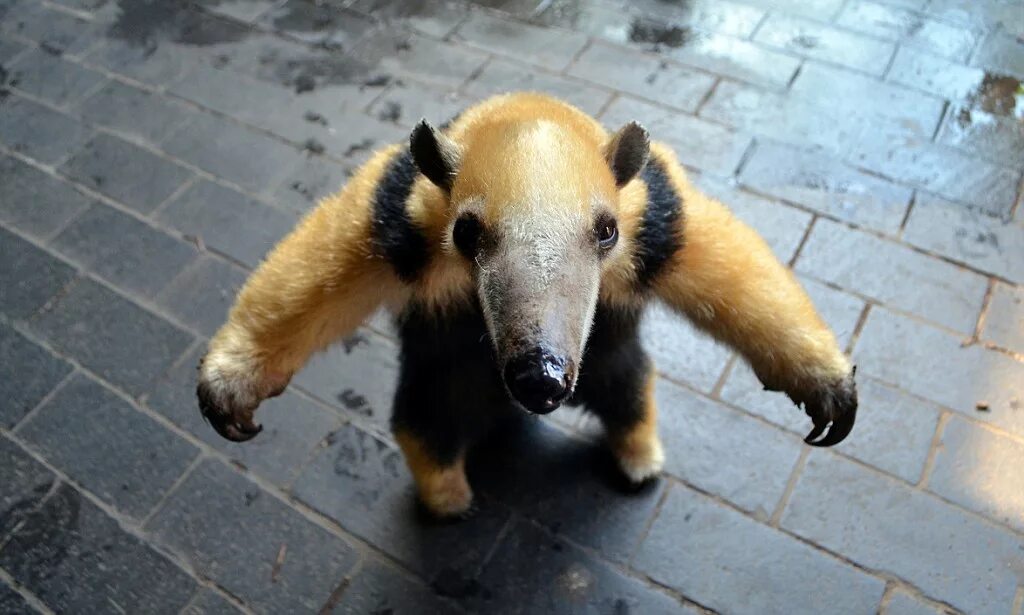 Медведь муравьед фото Anteater given her own 'guide-human' to stop her from being trampled by late-nig