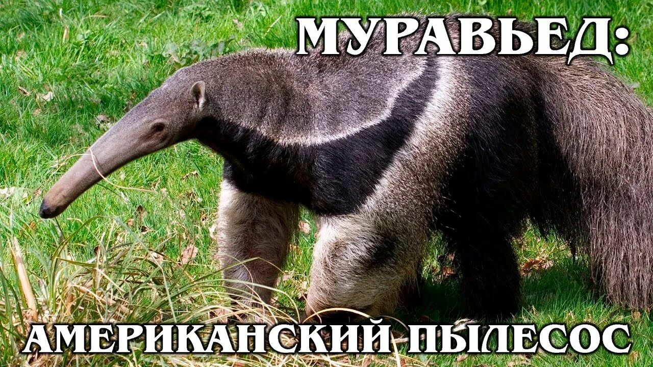 Медведь муравьед фото ГИГАНТСКИЙ МУРАВЬЕД: "Пылесос", который может победить даже ягуара - YouTube