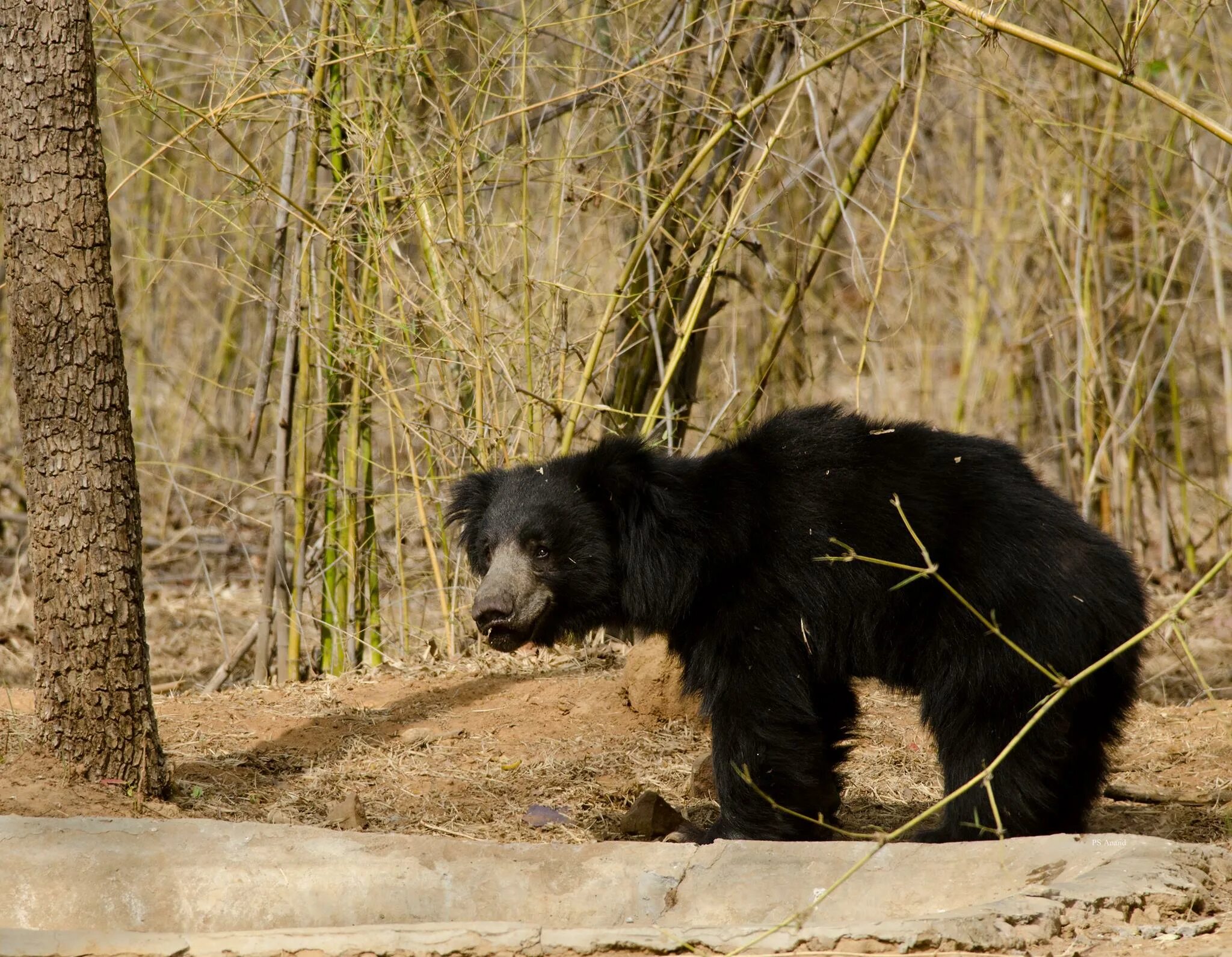 Медведь муравейник кто это фото Sloth Bears Domain Of The Bears