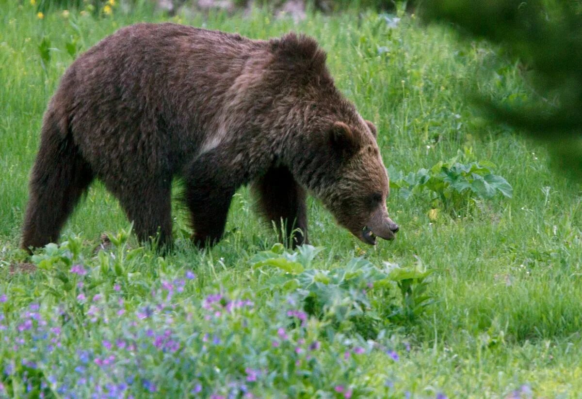 Медведь муравейник кто это фото Ran him over': 677-pound grizzly bear attacks, injures bird hunter in Montana