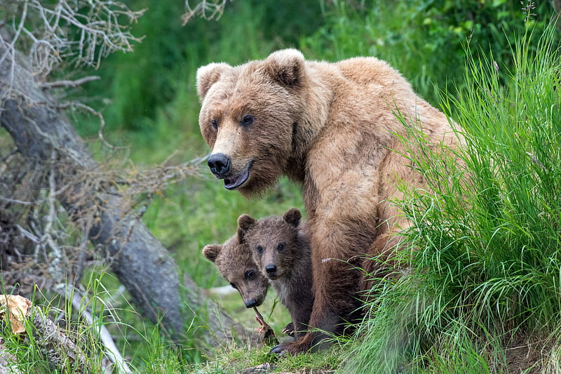 Медведь муравейник кто это фото 1179x2556px, 1080P free download Bears, Bear, Baby Animal, Cub, Wildlife, predat