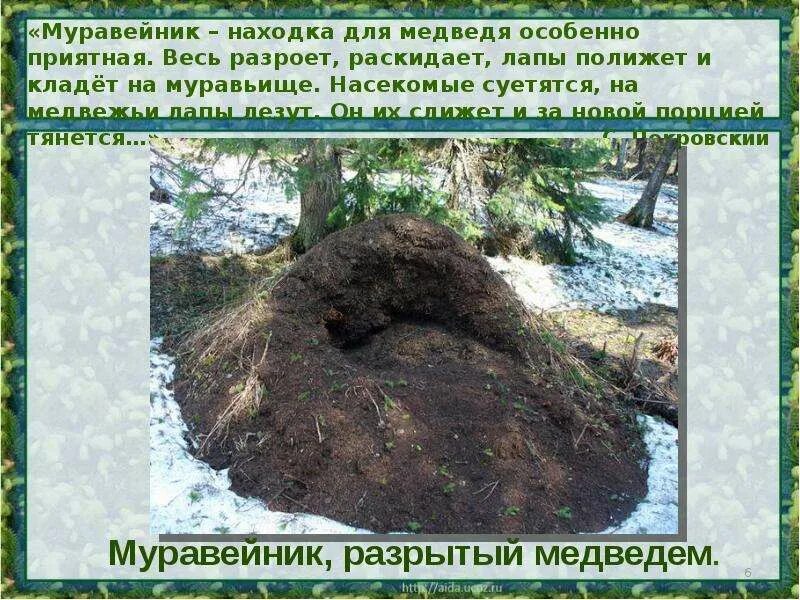 Медведь муравейник кто это фото БУРЫЙ МЕДВЕДЬ - скачать презентацию