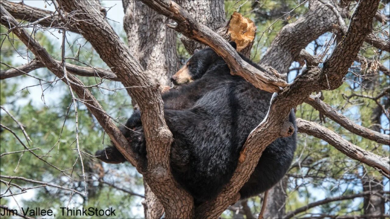 Медведь на дереве фото Bob Duchesne's Wild Maine: Reliving Close Encounters With Maine Wildlife AUDIO -