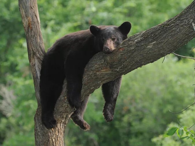 Медведь на дереве фото Forest animals/ In the summer forest Baamboozle - Baamboozle The Most Fun Classr