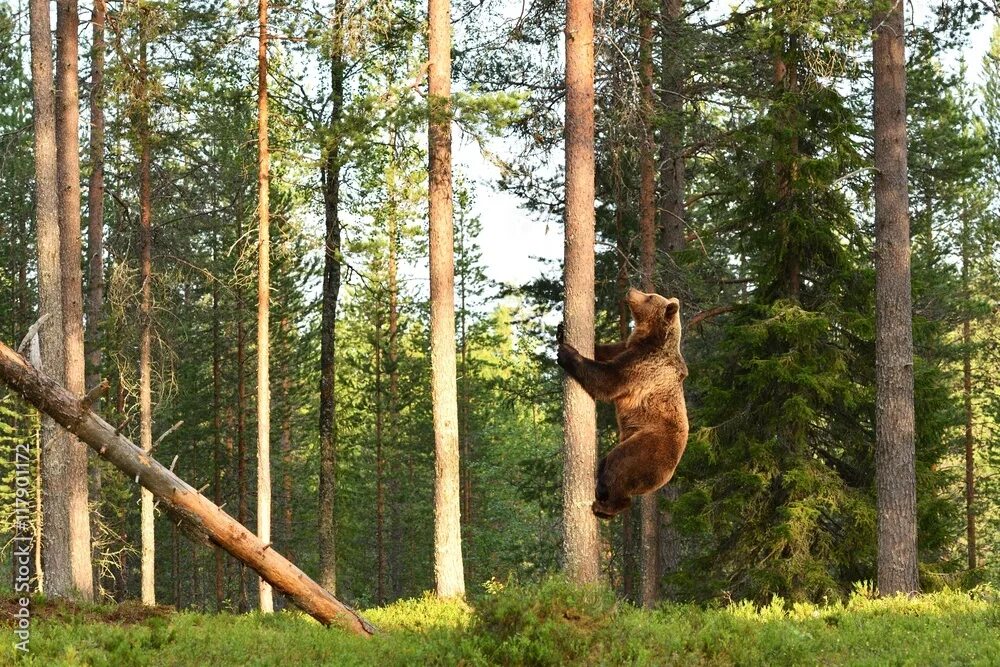 Медведь на дереве фото Brown bear climbing on tree in forest фотография Stock Adobe Stock