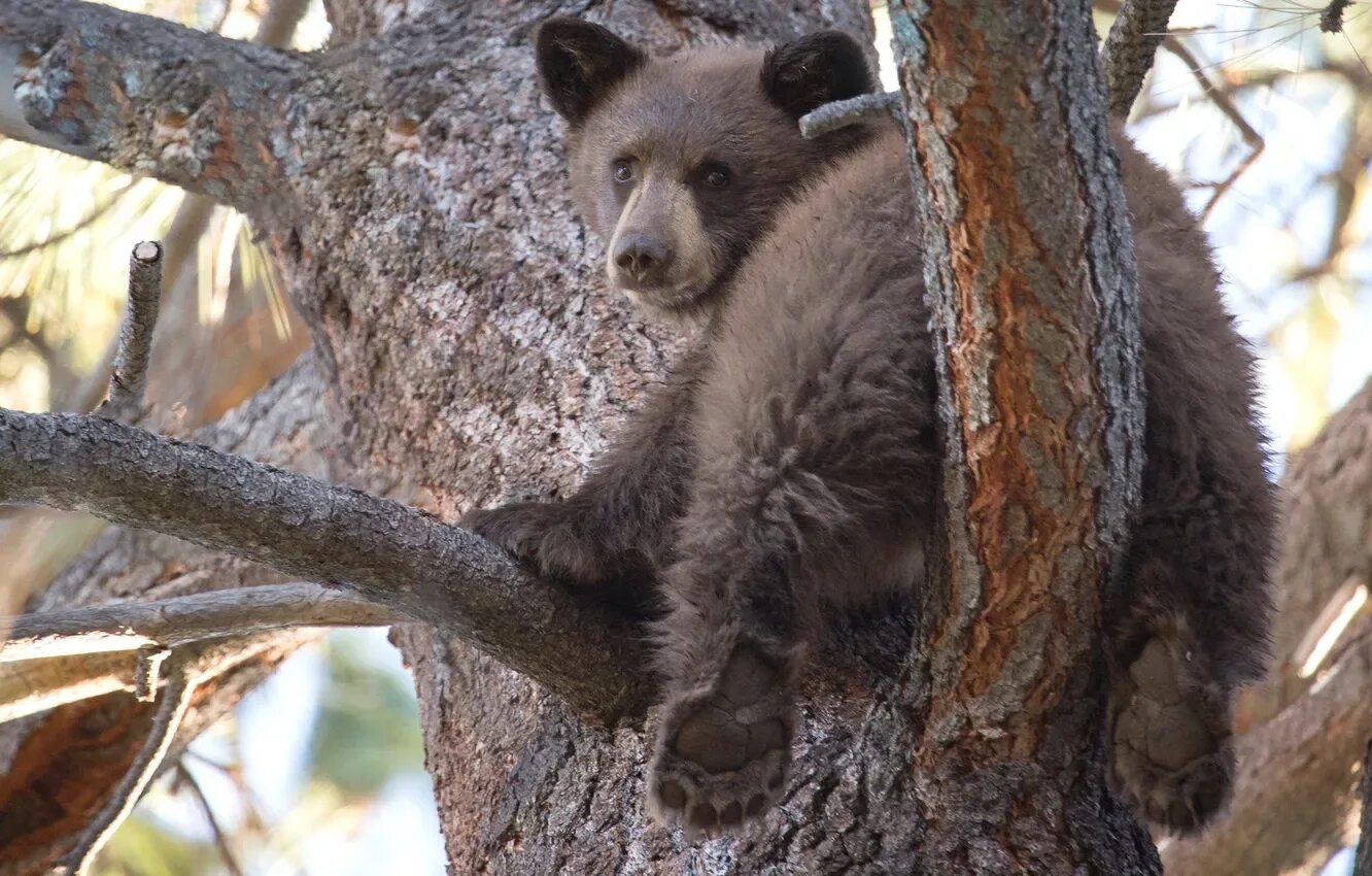 Медведь на дереве фото Wallpaper tree, bear, cute, medvejonok for mobile and desktop, section животные,