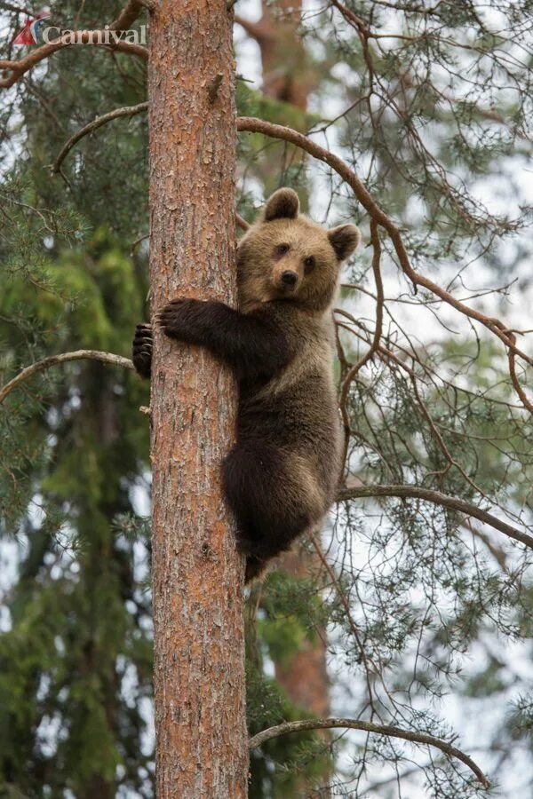 Медведь на дереве фото Bear & Eagle Quest - SKY Shore Excursions Carnival Cruise Line Brown bear, Bear,