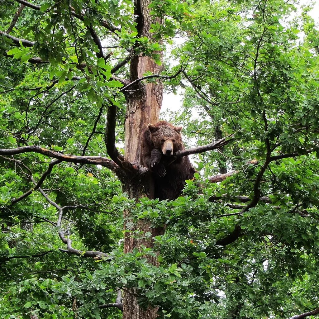 Медведь на дереве фото Bear sitting in a tree Desktop wallpapers 1024x1024