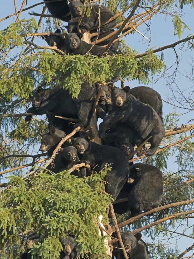 Медведь на дереве фото How Many Bears in a Bear Tree Bear With Us Funny animals, Wildlife pictures, Bla