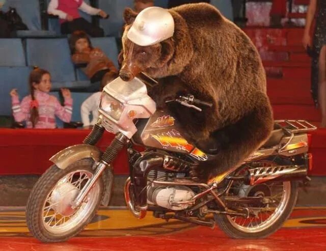 Медведь на мотоцикле фото Bear on bike, India Zoo animals, Animals images, Motorcycle events