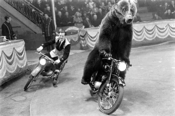 Медведь на мотоцикле фото Bear riding bike Vintage circus, Culture art, Circus theme