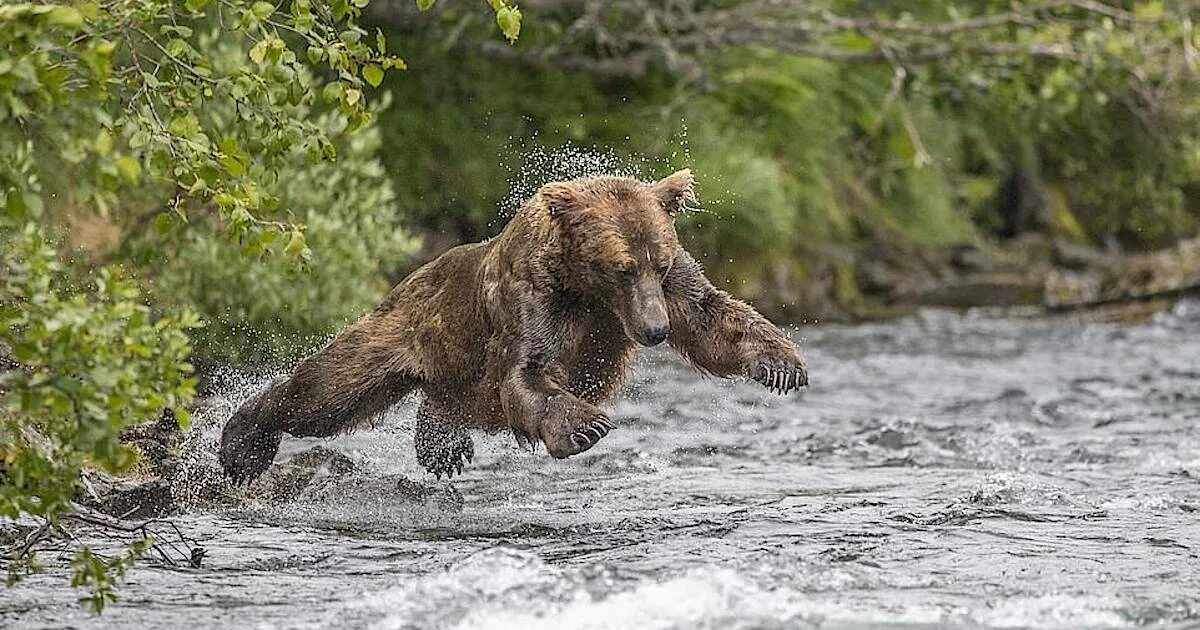 Медведь на рыбалке фото 8 забавных фотографий о том, как рыбачит медведь