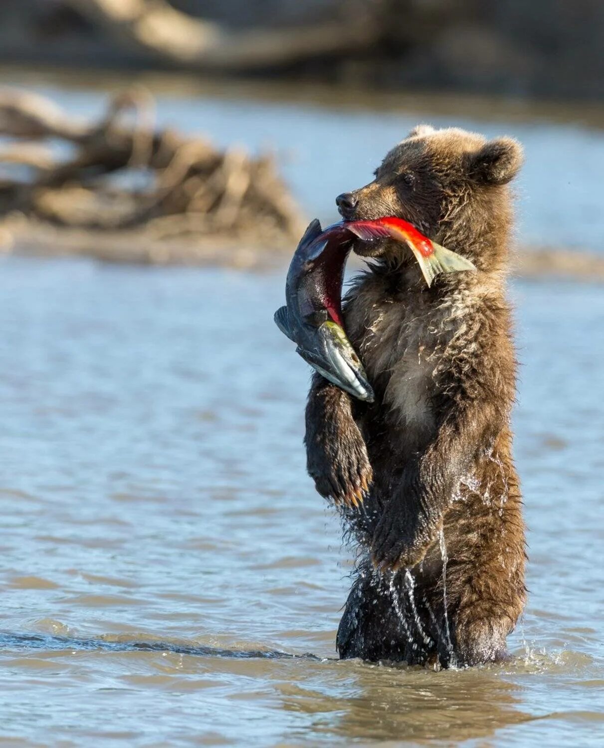 Медведь на рыбалке фото Photo contest Bears - 35AWARDS