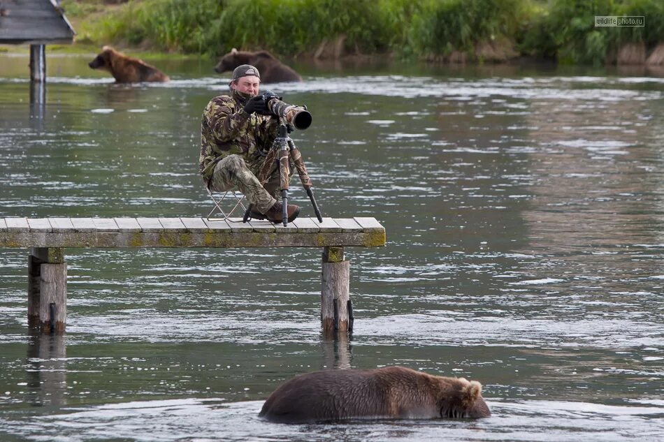 Медведь на рыбалке фото На Камчатке впервые пройдёт персональная фотовыставка Сергея Краснощёкова