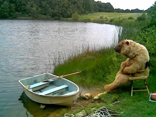 Медведь на рыбалке фото Where did I put my fishing rod? Funny animals, Animals, Cute animals