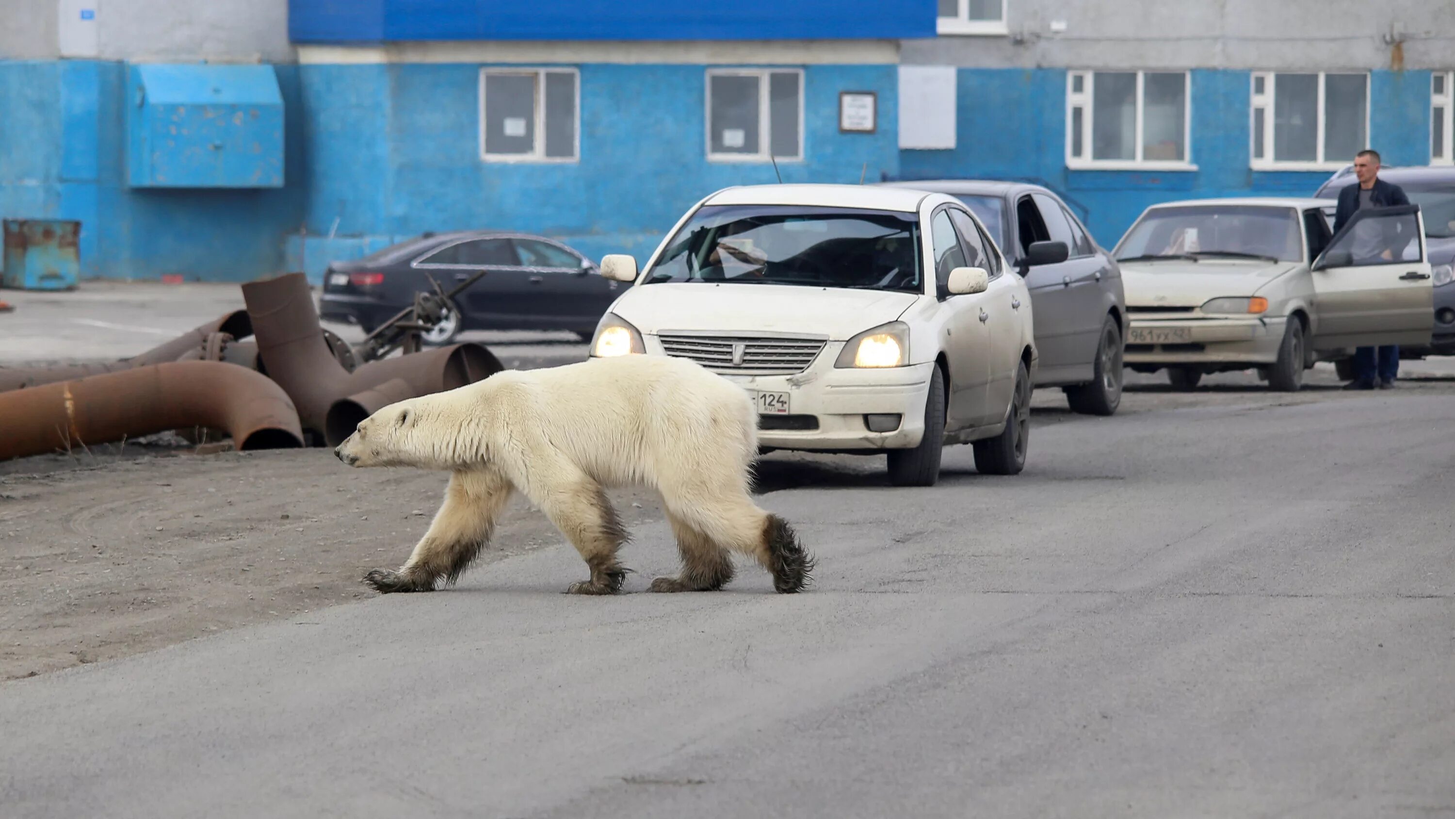 Медведь на улице фото Emaciated Polar Bear Wanders Into a Siberian City - The New York Times