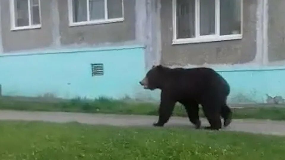 Медведь на улице фото Жители Вилючинска устроили гонки за медведем по городу