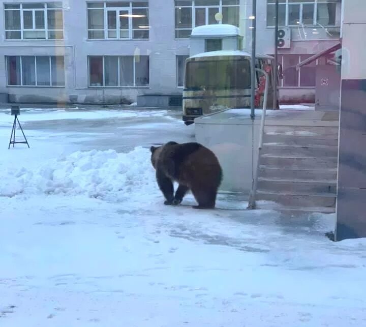 Медведь на улице фото На улицах Перми замечен медведь на привязи НОВОСТИ ПЕРМИ Новости Перми - МОЙ ГОР