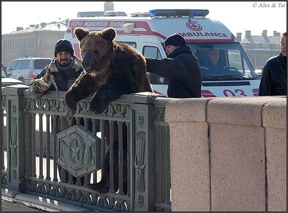 Медведь на улице фото По улицам медведи ходят! - 28 марта 2005 - ФОНТАНКА.ру
