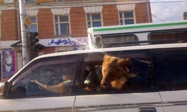 Медведь на улице фото Медведи на улицах России Медведь, Россия, Забавности