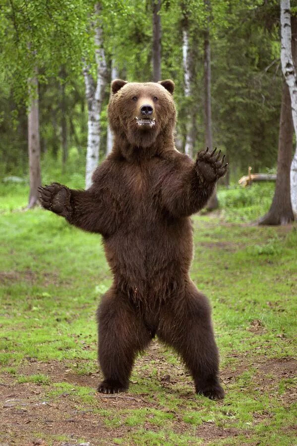 Медведь на задних лапах фото Brown Bear Standing On Hind Legs Brown bear, Bear, Bear pictures