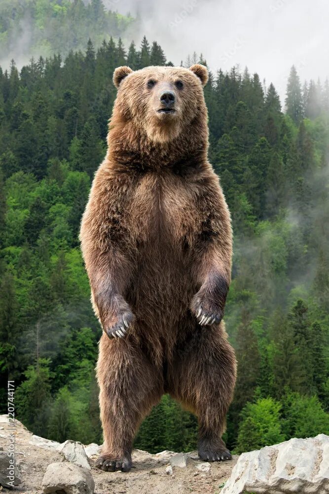 Медведь на задних лапах фото Big brown bear standing on his hind legs фотография Stock Adobe Stock