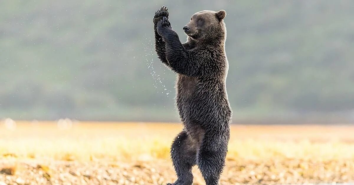 Медведь на задних лапах фото Кому-то пора осваивать пилон: фотоловушка запечатлела забавные танцы медведя