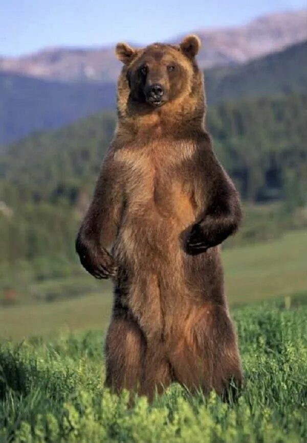 Медведь на задних лапах фото Standing Grizzly Bear Grizzly bear facts, Grizzly bear, Brown bear